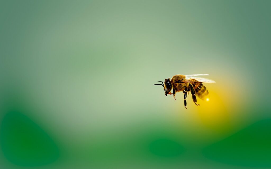 bee, honeybee, insect-4913122.jpg