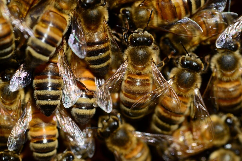bees, insects, macro-292133.jpg