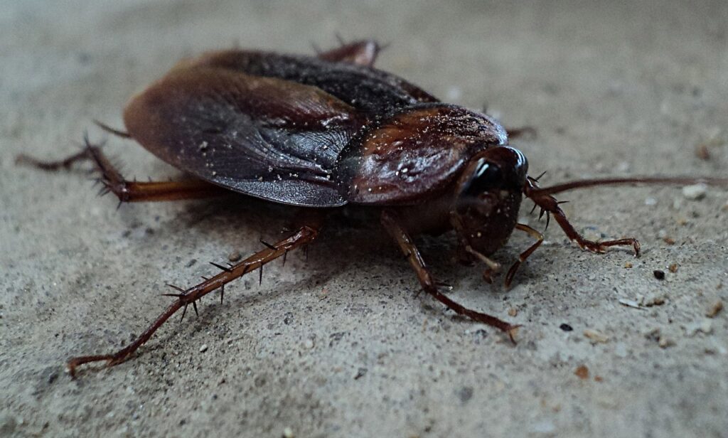 cockroach, beetle, pest-70295.jpg