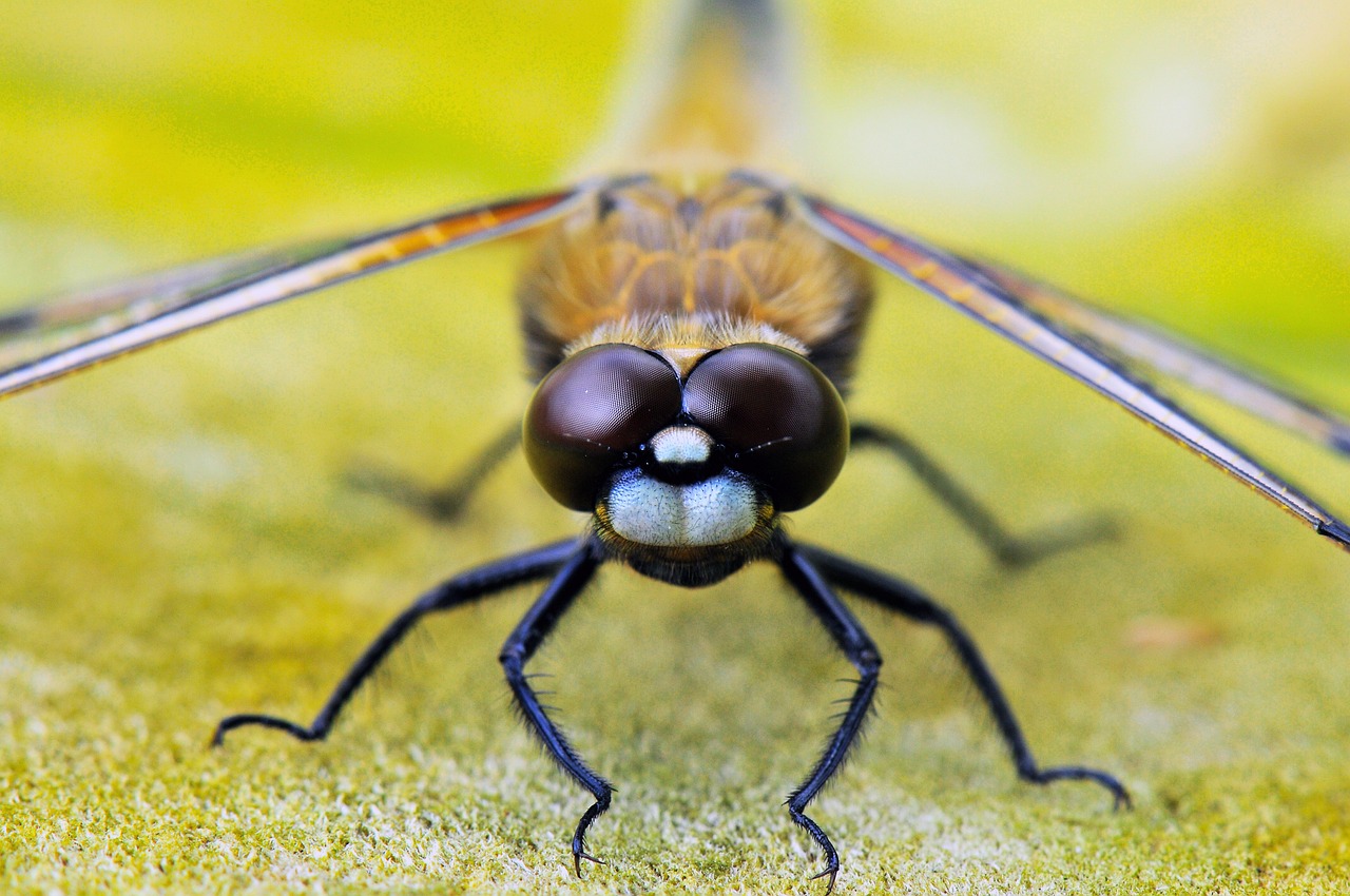 four-spot dragonfly, animals, dragonflies-1811835.jpg