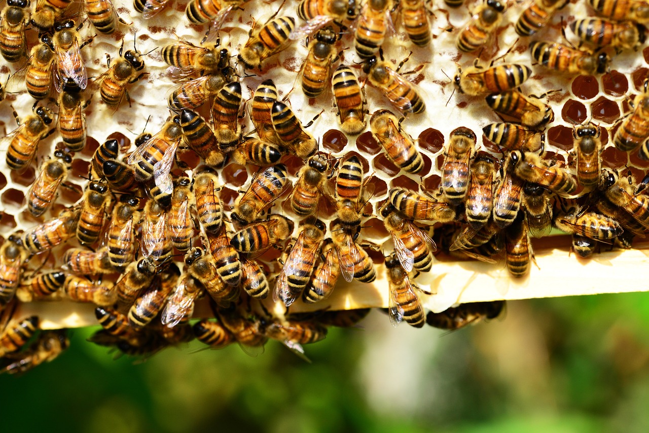 honey bees, insects, hive-401238.jpg
