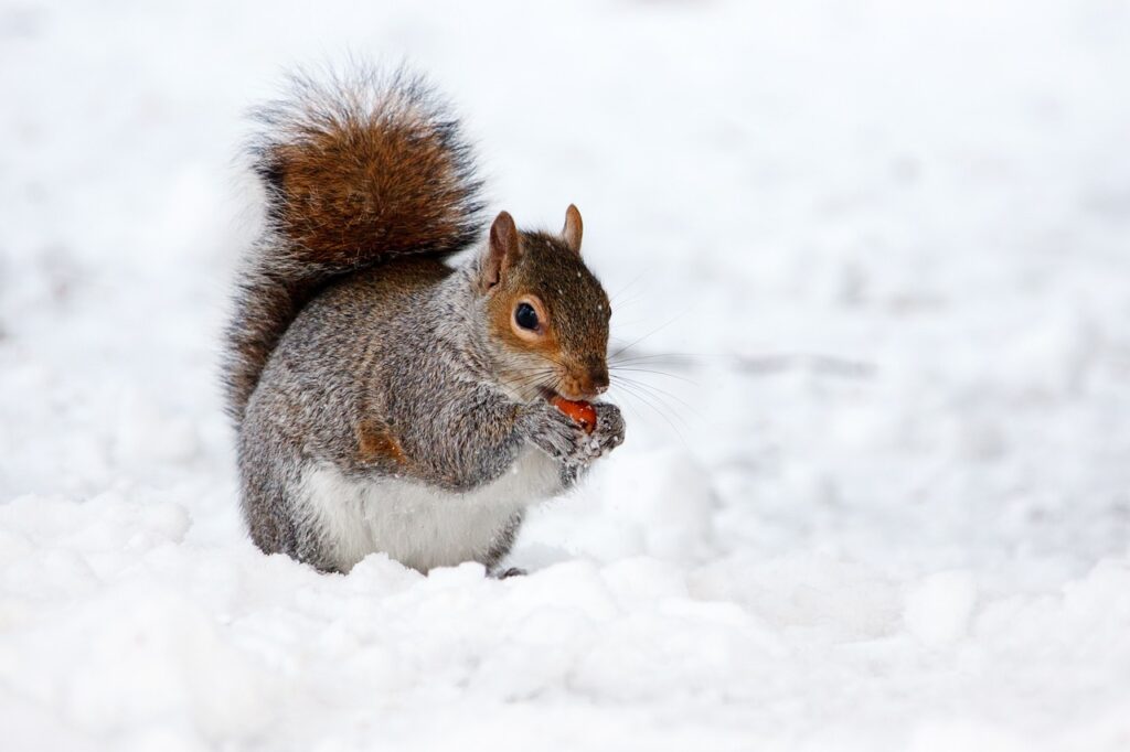 snow, animal, squirrel-17854.jpg